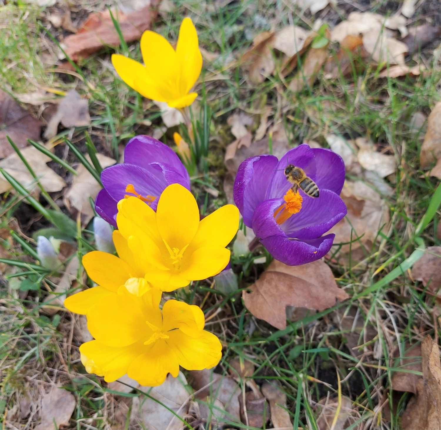Bunte Krokusse mit Biene