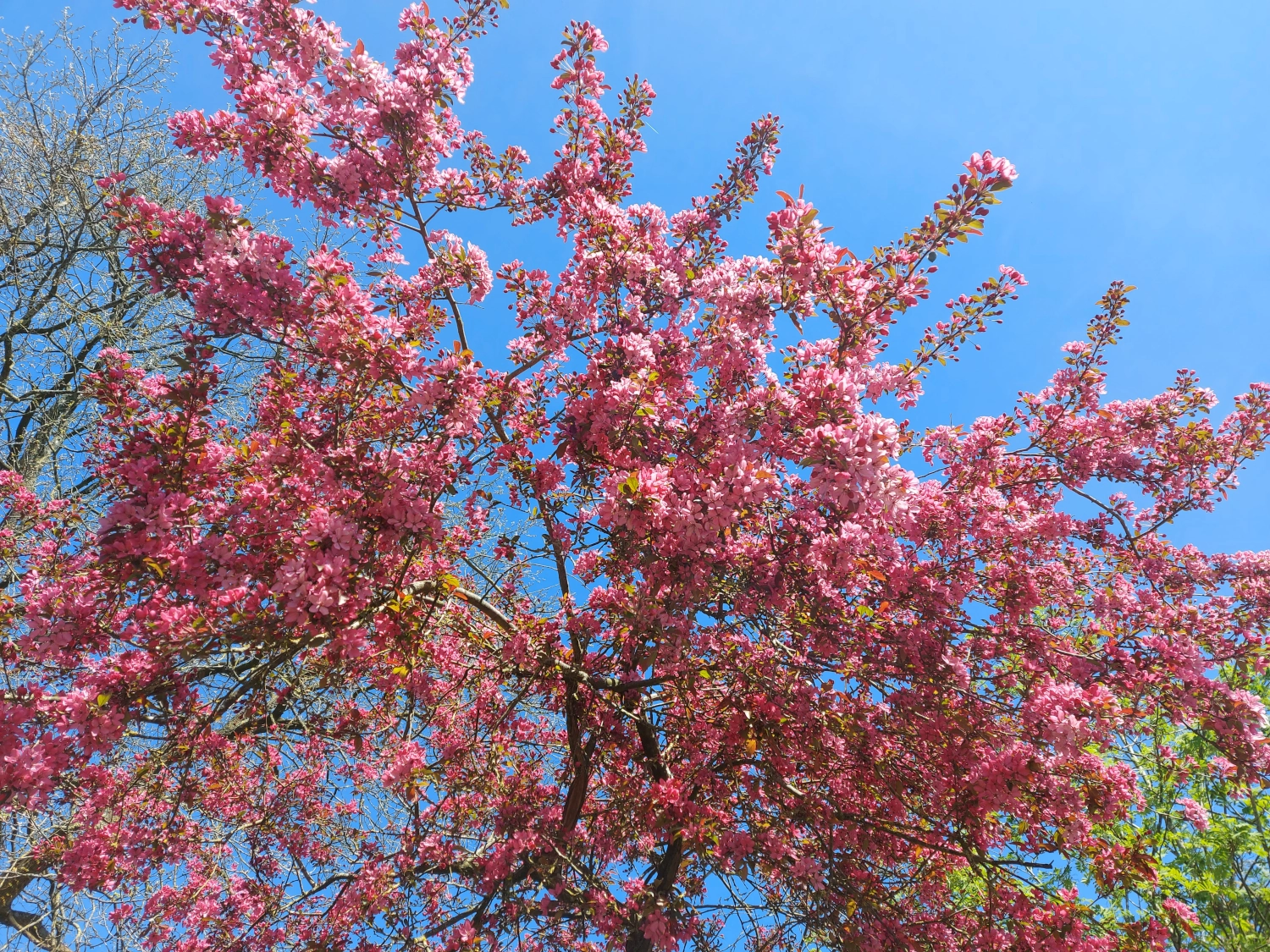 Cherry tree in full bloom