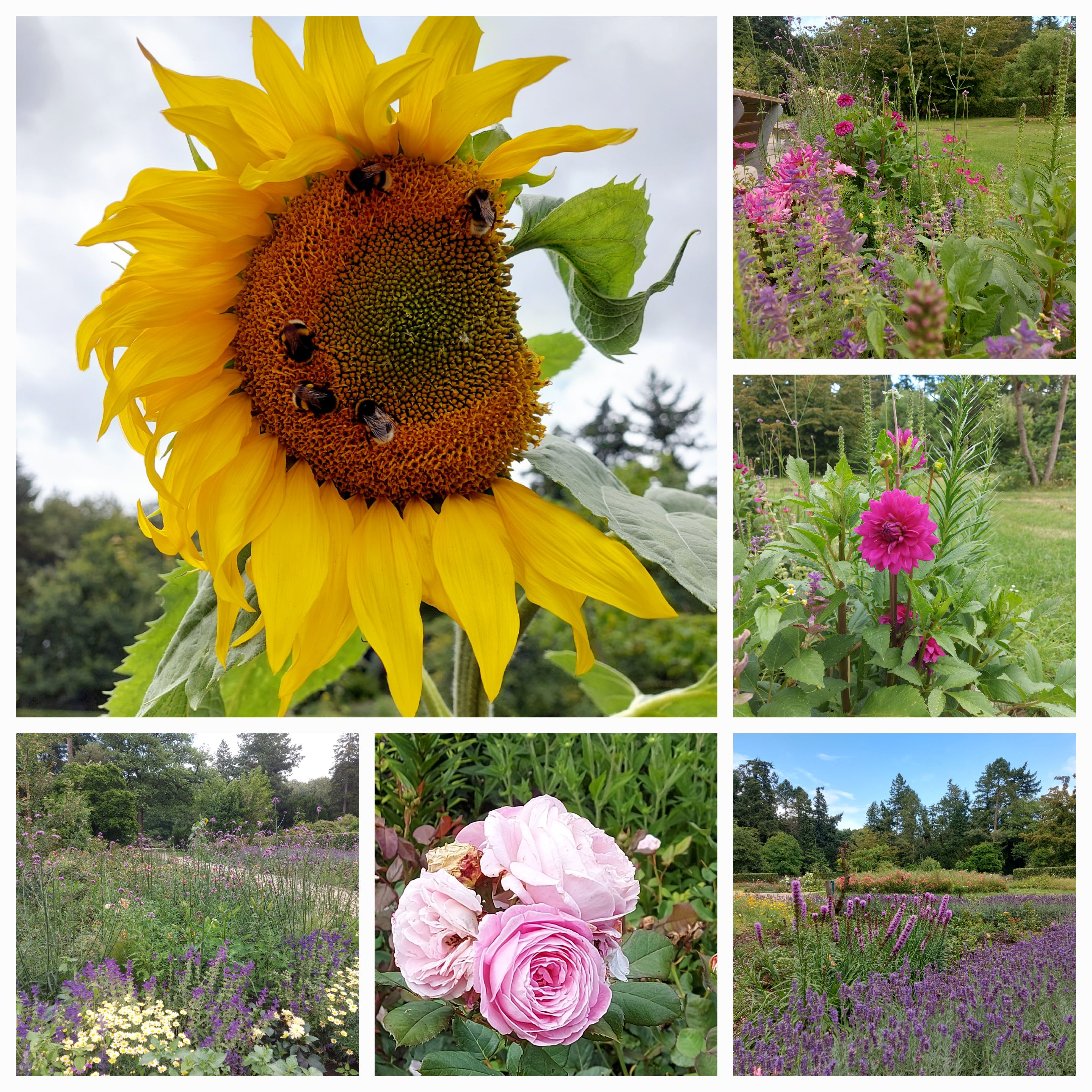 Collage Rosengarten Elmshorn