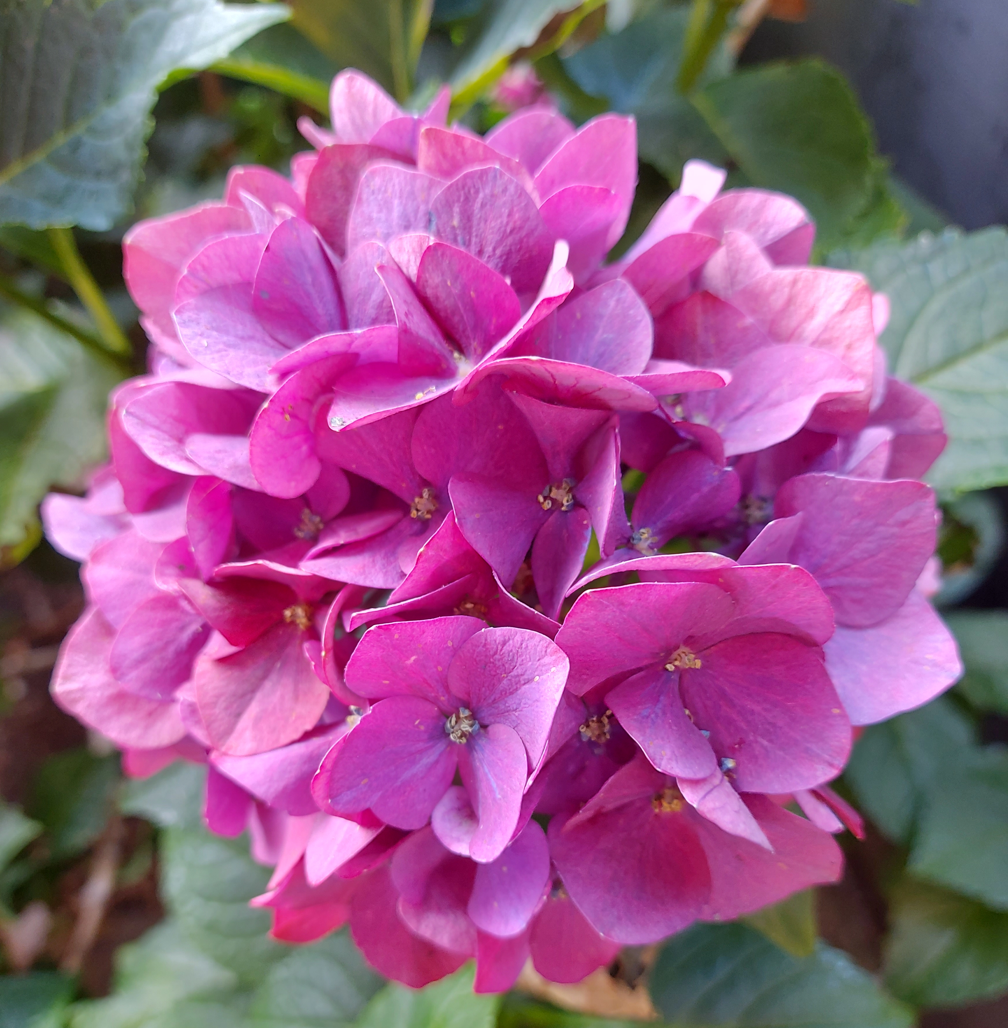 Hortensie