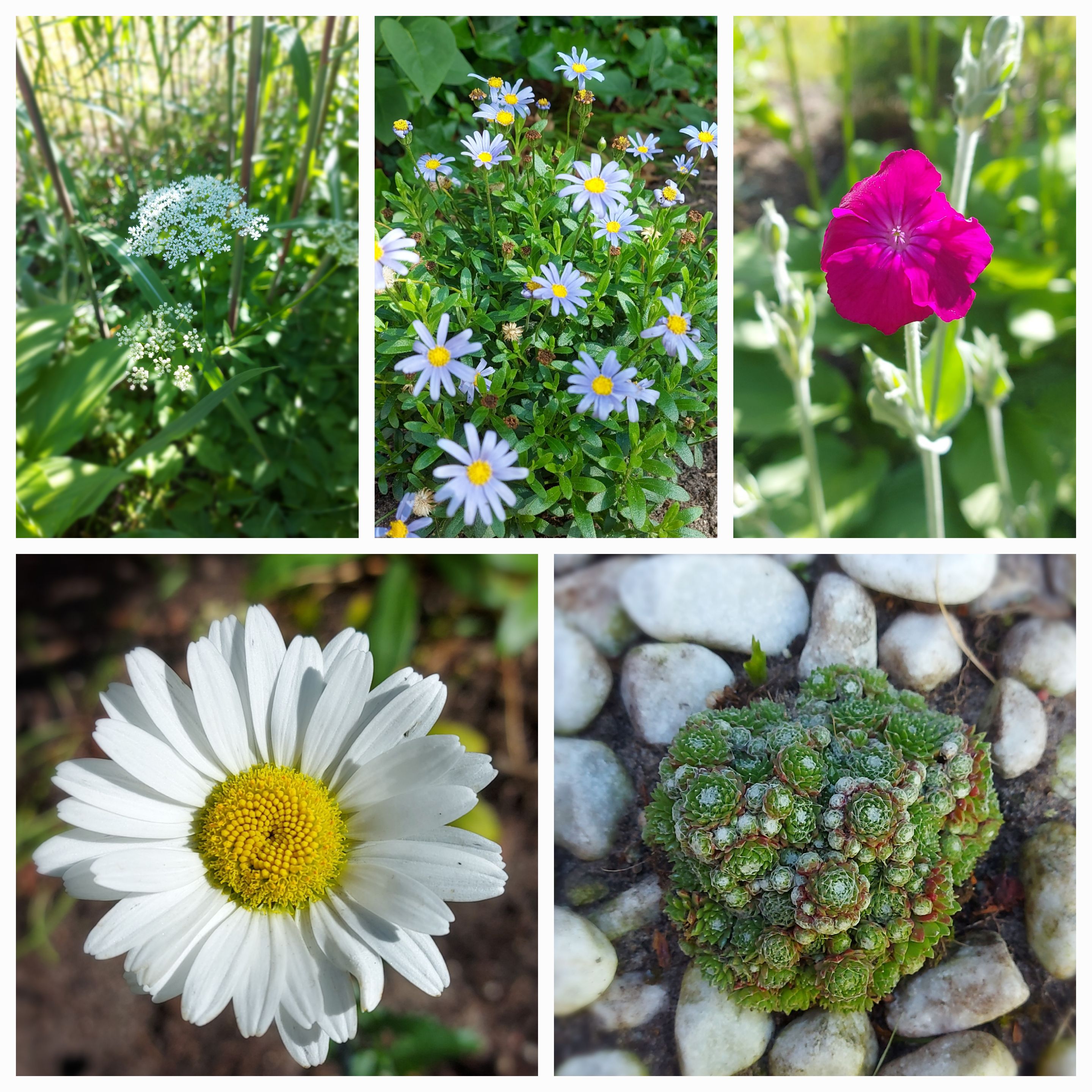 Juni-Collage Garten