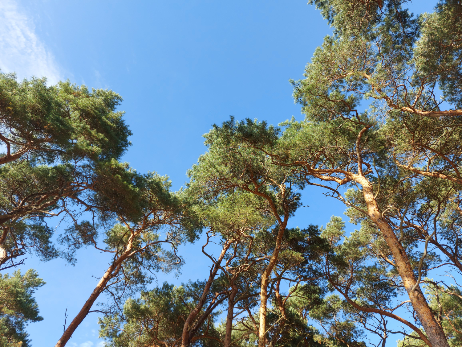 Kiefern und blauer Himmel