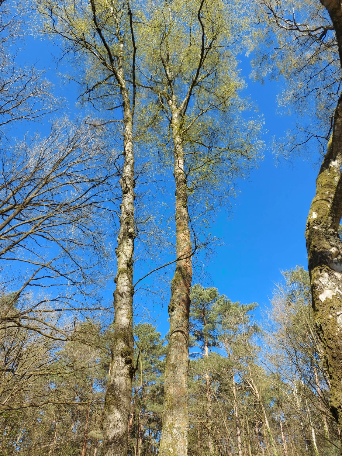 Liether Wald Blauer Himmel