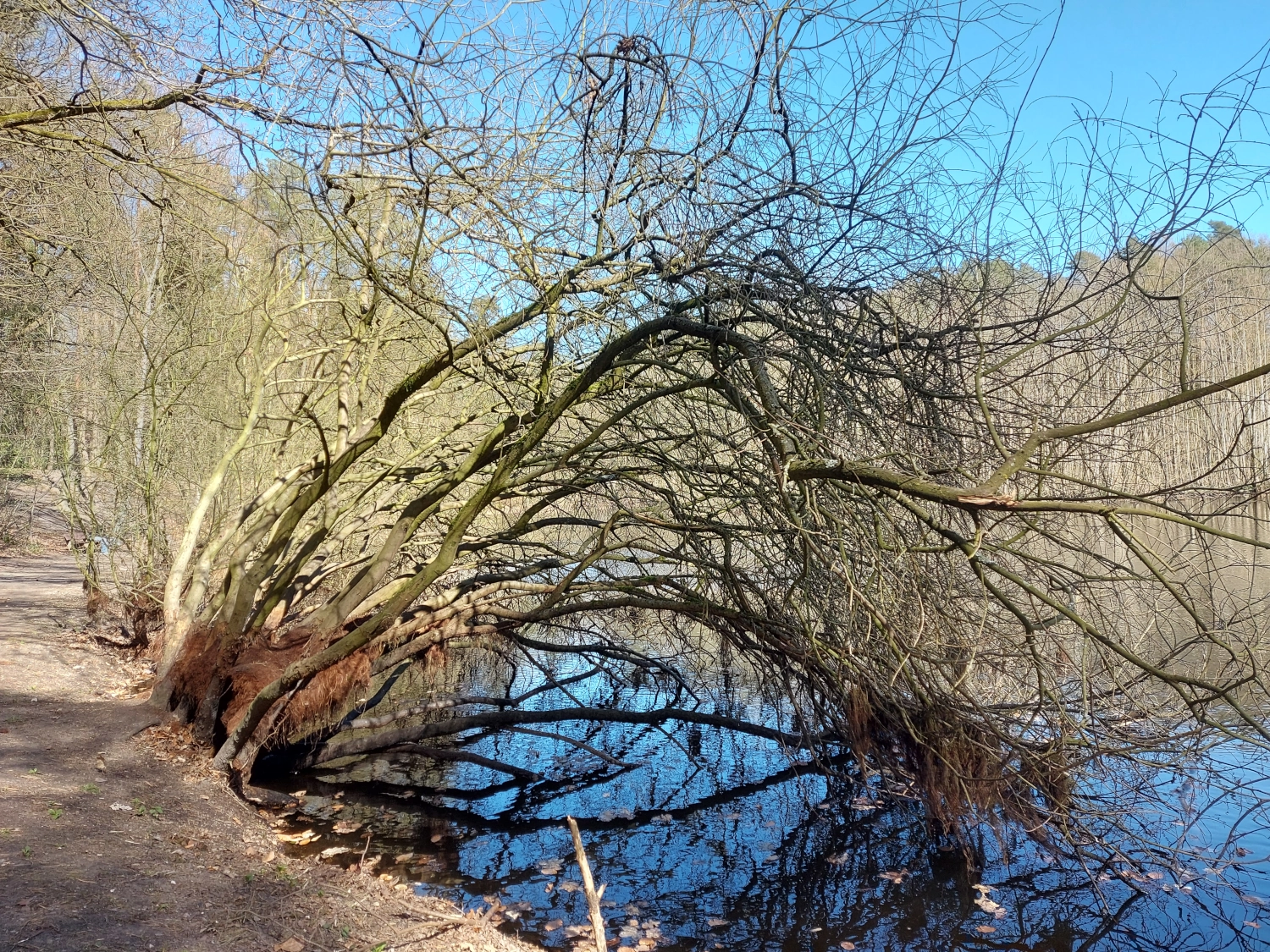 Liether Wald geneigter Baum Teich