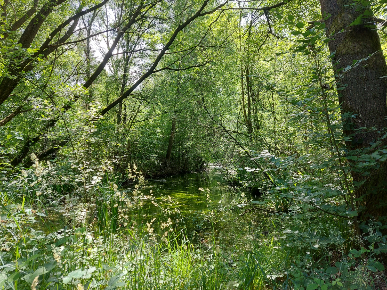 Nähe Alsterquelle