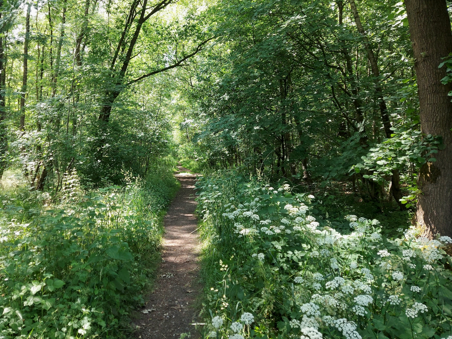Wald Alsterquelle 2025