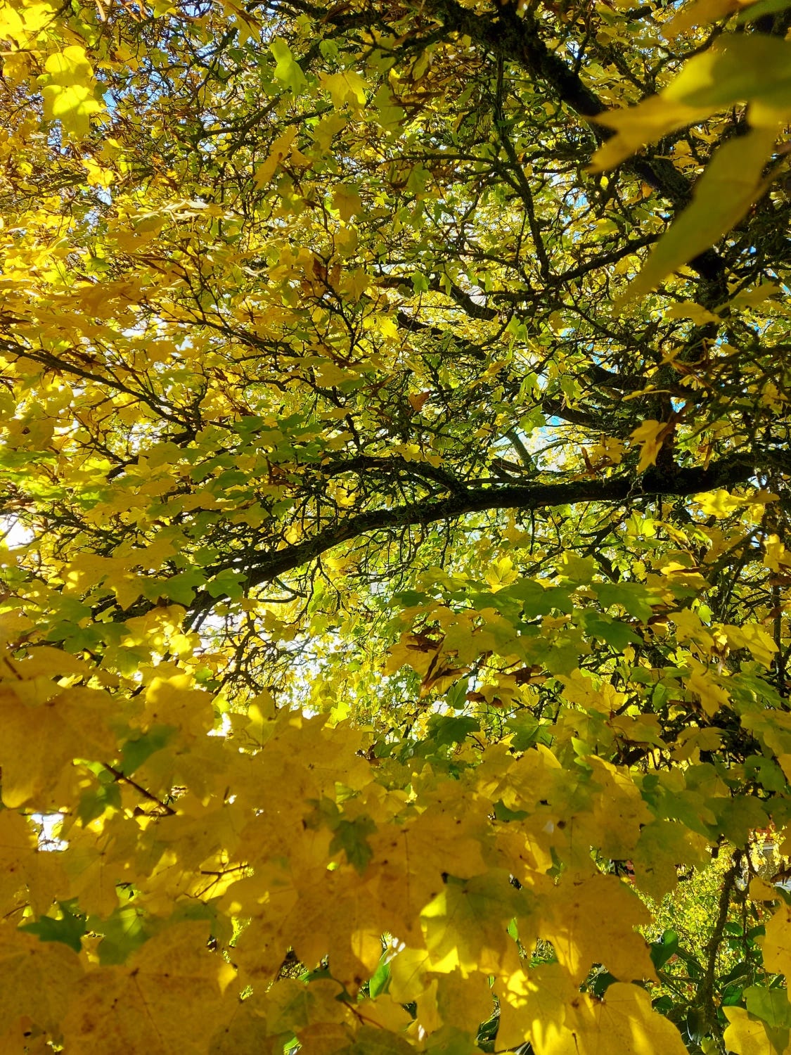 Yellow Maple Tree